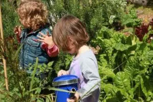 Two young children gardening together in a vegetable garden with a watering can