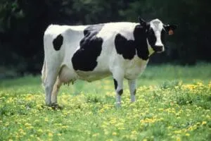 a brown-white dairy cow looking curiously at the camera