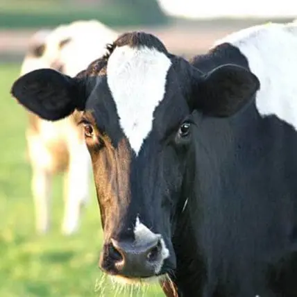 Black and white dairy cow with other cattle grazing in pasture