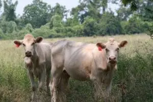 Two light-colored cattle standing in a pasture with red ear tags