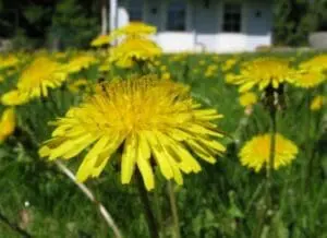 Bright yellow dandelion flowers blooming in a lawn with a house in the background