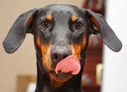 Close-up of a black and tan dog with tongue out looking at camera