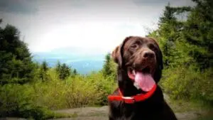 Chocolate Labrador Retriever with red collar overlooking mountain valley landscape