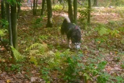 Dark dog sniffing forest floor among ferns and leaf litter