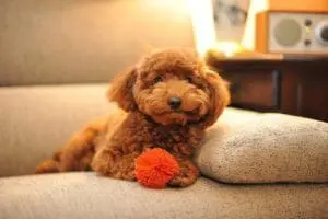 Dog on couch with toy