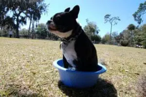 Black and white dog sitting in a blue plastic basin outdoors in a park