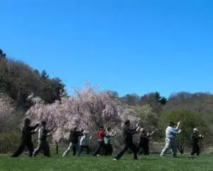 Group practicing tai chi outdoors under a blooming cherry blossom tree