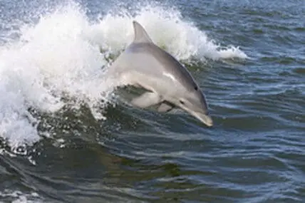 Dolphin jumping through ocean waves