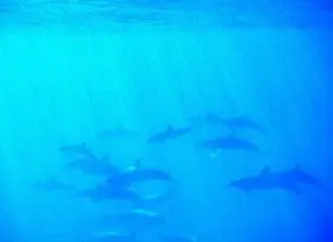 A pod of dolphins swimming together underwater in blue ocean water