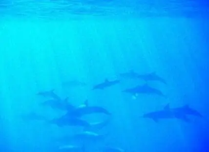 A pod of dolphins swimming together underwater in blue ocean water