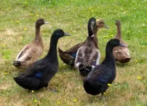 A group of domestic ducks standing on grass with yellow wildflowers