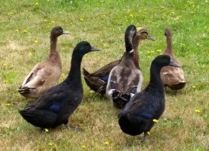 A group of domestic ducks standing on grass with yellow wildflowers