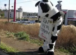Cow mascot holding "Eat Mor Chikn" sign next to "Eat More Kale" sign