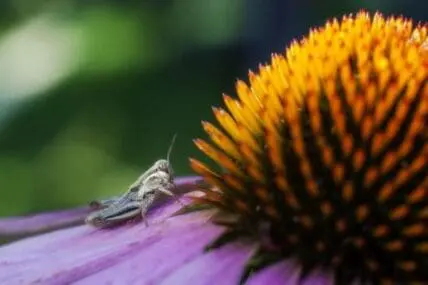 Grasshopper on purple coneflower petals with yellow spiky center