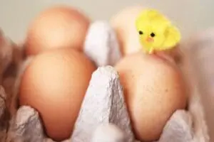 Brown eggs in cardboard carton with yellow decorative chick