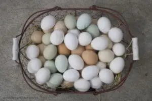 Basket of fresh eggs in various colors including white, brown, and green