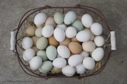 Eggs in a basket