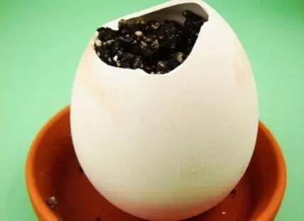 Eggshell planter filled with soil and seedlings in an orange pot against green background