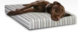 Brown dog resting on striped memory foam pet bed