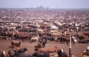 Crowded cattle feedlot with hundreds of cattle in dusty pen conditions