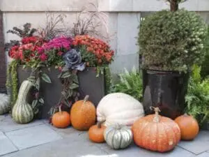 Fall Container Gardening That Celebrates the Season