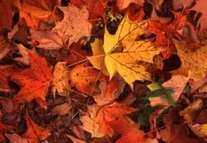 Autumn maple leaves in shades of yellow, orange, and red scattered on the ground