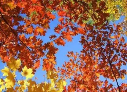 Vibrant fall foliage with red and yellow maple leaves against a blue sky