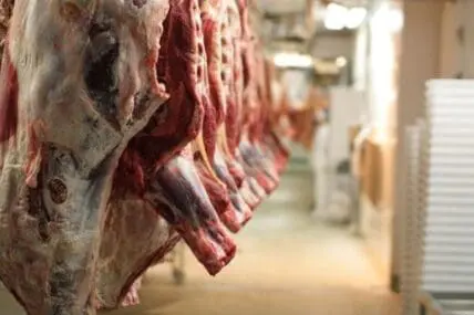 Raw meat carcasses hanging in a cold storage facility