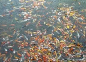 Large school of colorful koi and goldfish swimming together in murky water