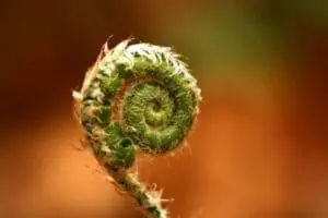 Unfurling fiddlehead fern frond with green coiled spiral shape against blurred brown background