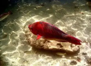 Red salmon swimming above sandy seafloor