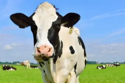 Cows Wearing Fitbits Could Soon Be a Thing (No, But Seriously)
