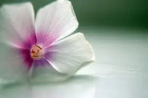 Delicate white flower with magenta center and yellow stamens