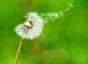 Dandelion seedhead dispersing seeds in the wind against a green background
