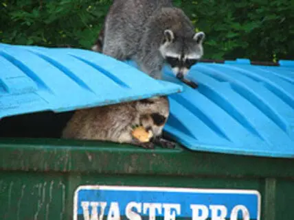 Raccoons scavenging in a garbage bin with blue lid