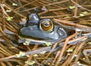 Close-up of a frog among aquatic vegetation with distinctive golden eye