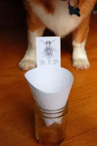 Fruit Fly Trap