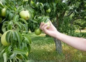 Hand picking a green pear from a fruit tree branch