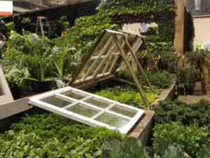 Cold frames and garden cloches protecting plants in an autumn vegetable garden