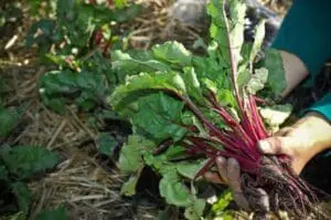 Freshly harvested beet plant with vibrant purple stems and green leaves held in hands over soil