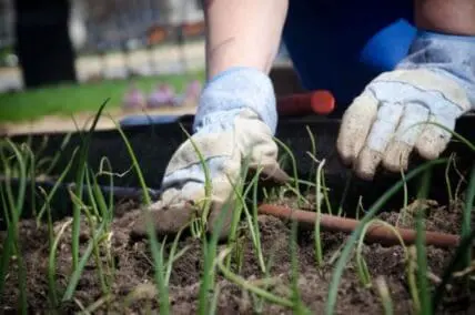 Hands in work gloves planting seedlings in garden soil