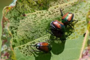garden pests