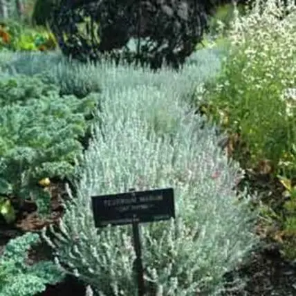 Silver-leafed herb plant with identification tag in organic garden bed