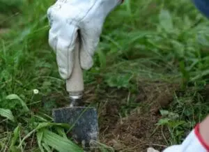 Organic gardening tips