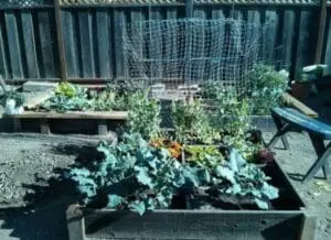 Community garden beds with growing vegetables and climbing trellis support structures
