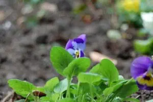 Purple pansy flowers with green leaves growing in garden soil