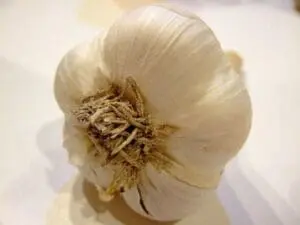 A whole garlic bulb with papery white skin and dried roots visible at the center