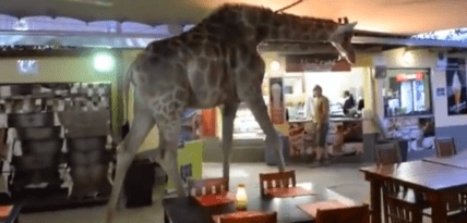 giraffe