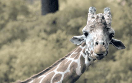 giraffe