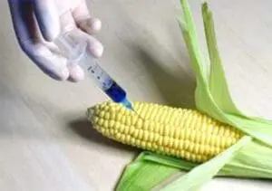 Syringe injecting liquid into ear of corn with green husks